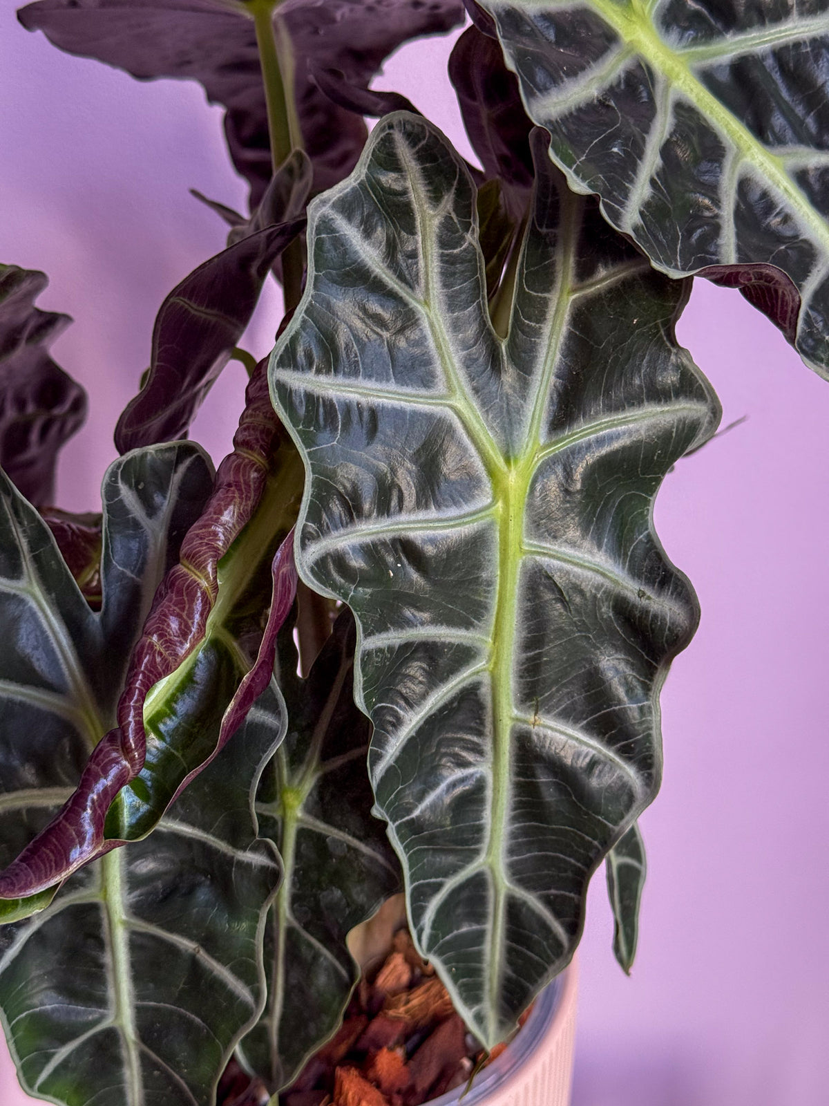 Alocasia Polly