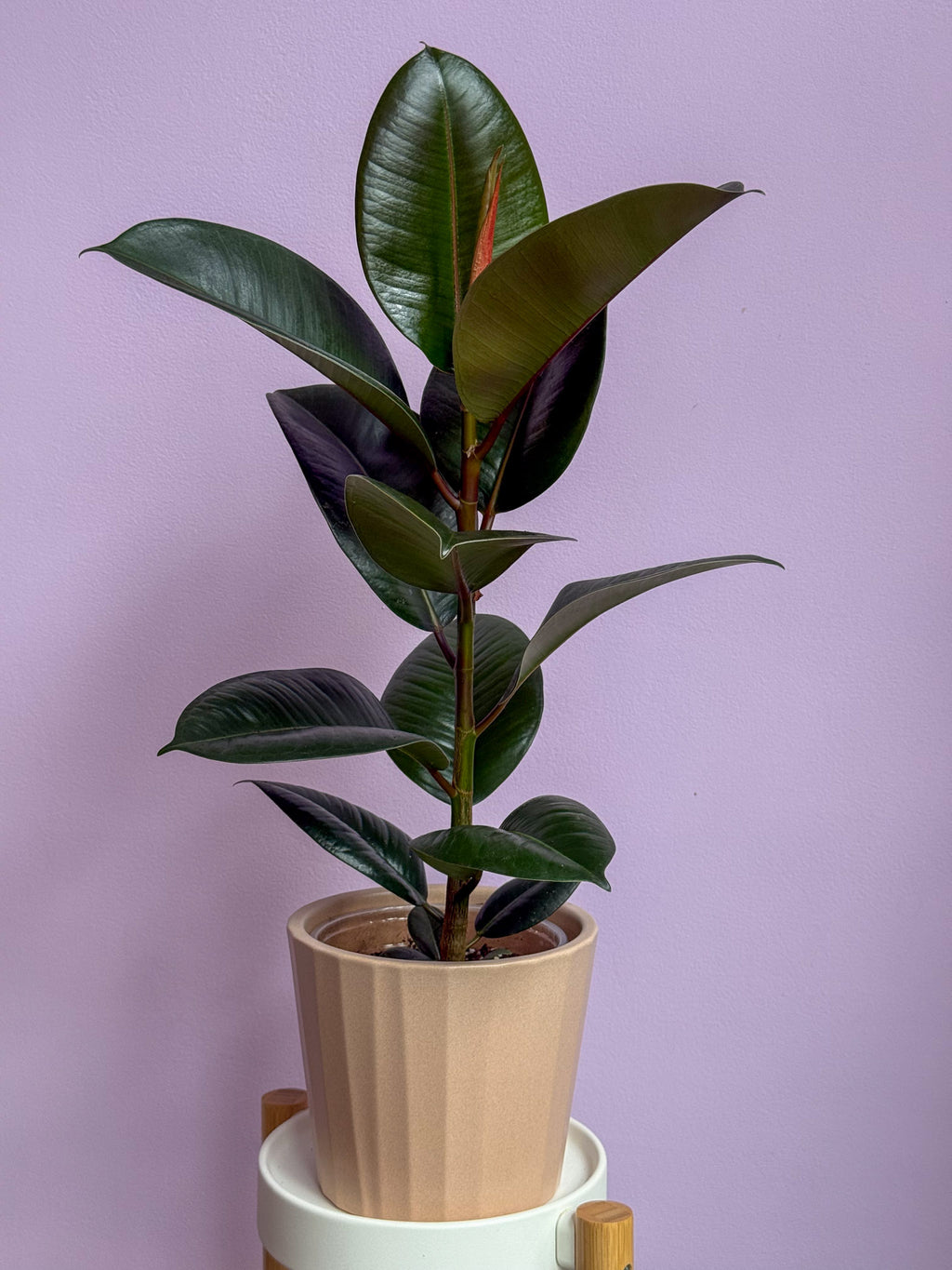 Ficus Elastica Robusta