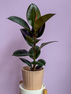 Ficus Elastica Robusta