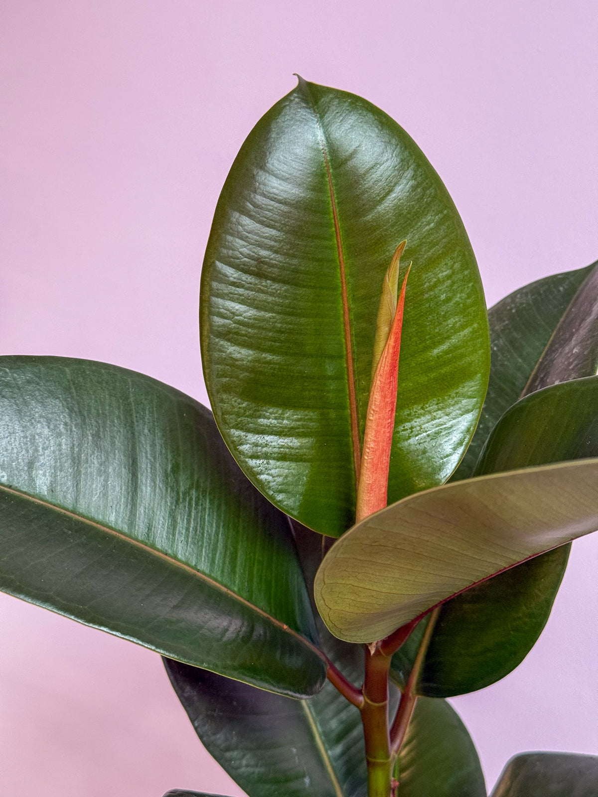 Ficus Elastica Robusta