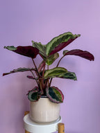 Calathea Medallion