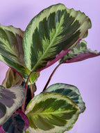 Calathea Medallion