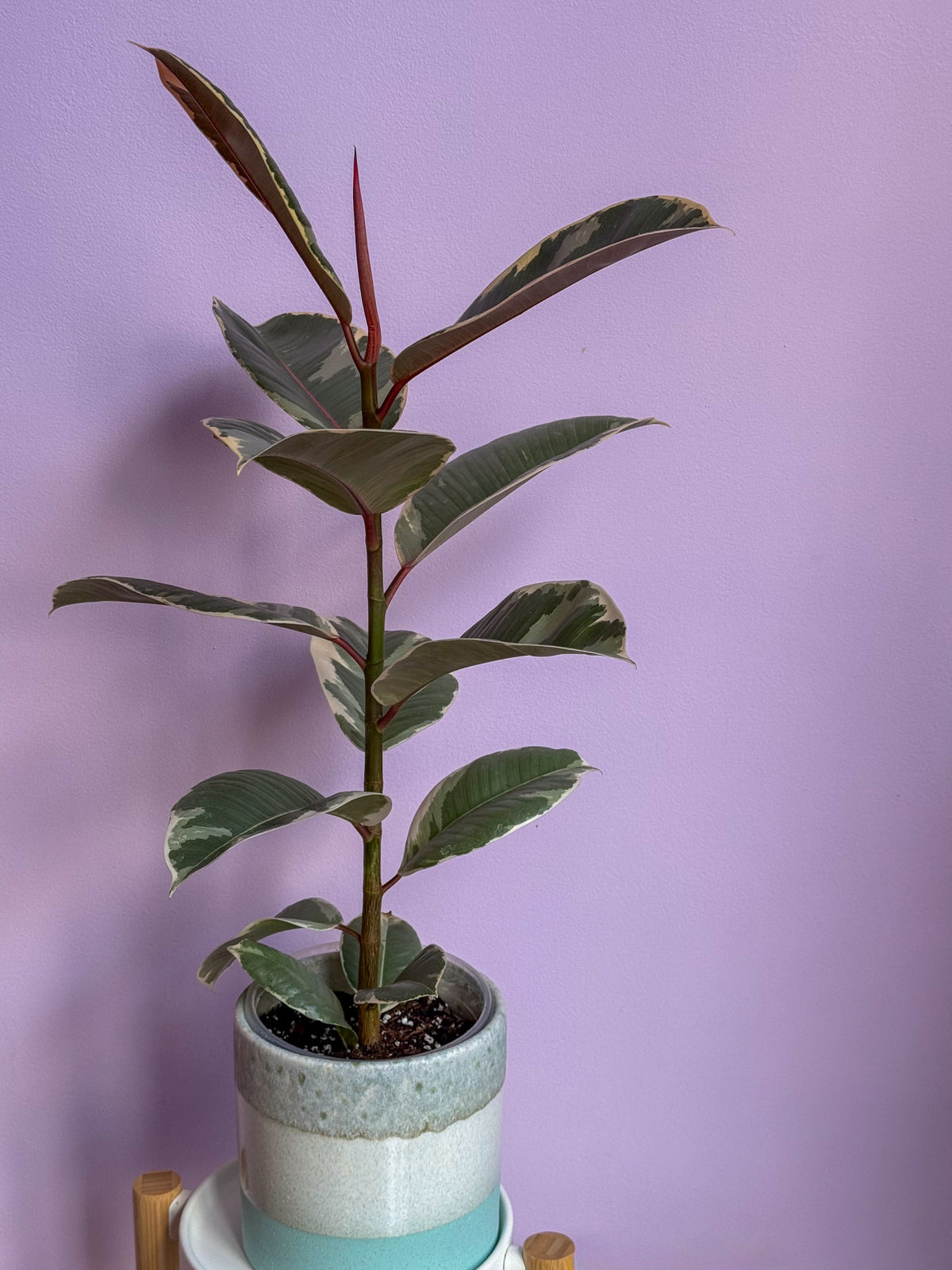Ficus Elastica Tineke