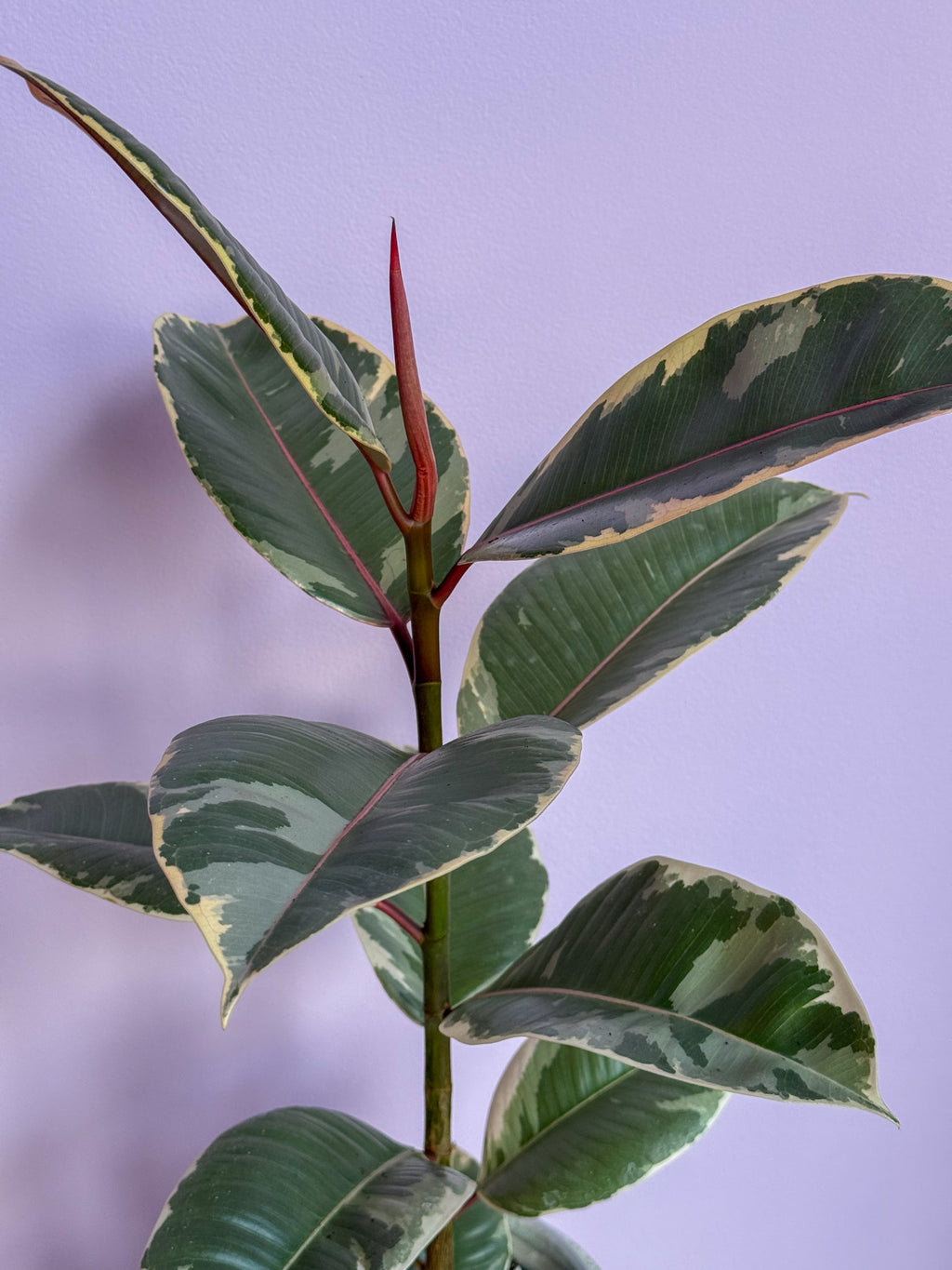 Ficus Elastica Tineke