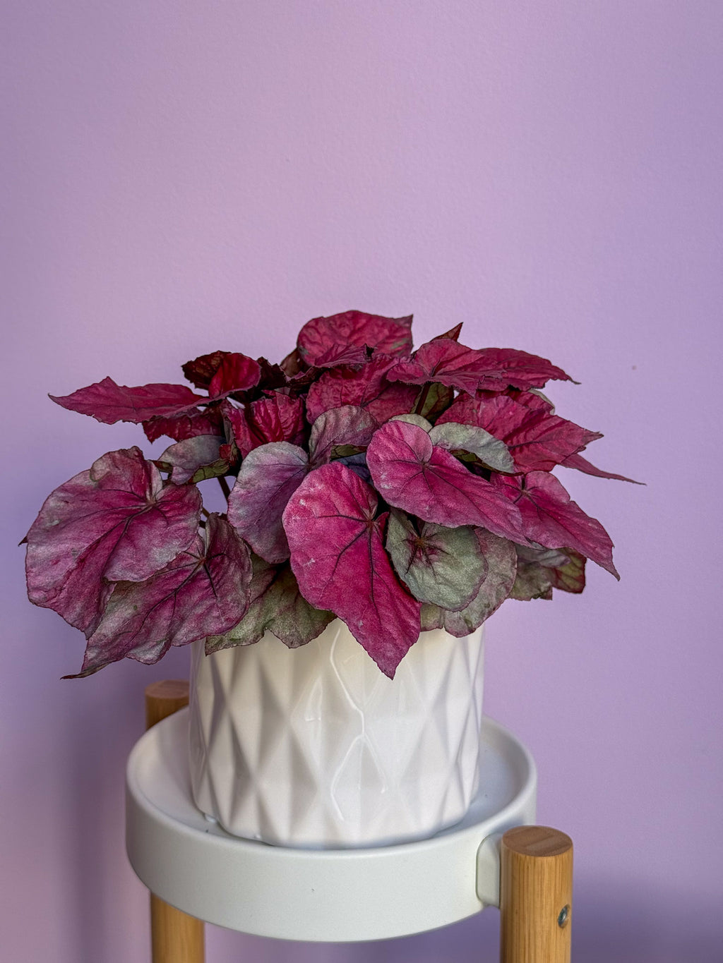 Begonia Rex Red