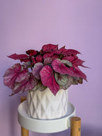Begonia Rex Red