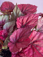 Begonia Rex Red