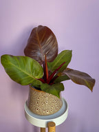 Philodendron Sunlight