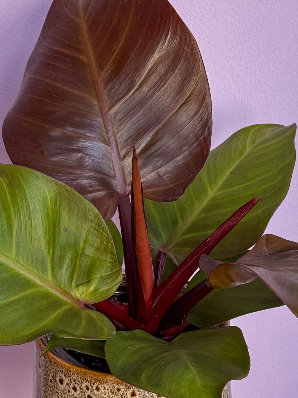 Philodendron Sunlight