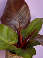 Philodendron Sunlight