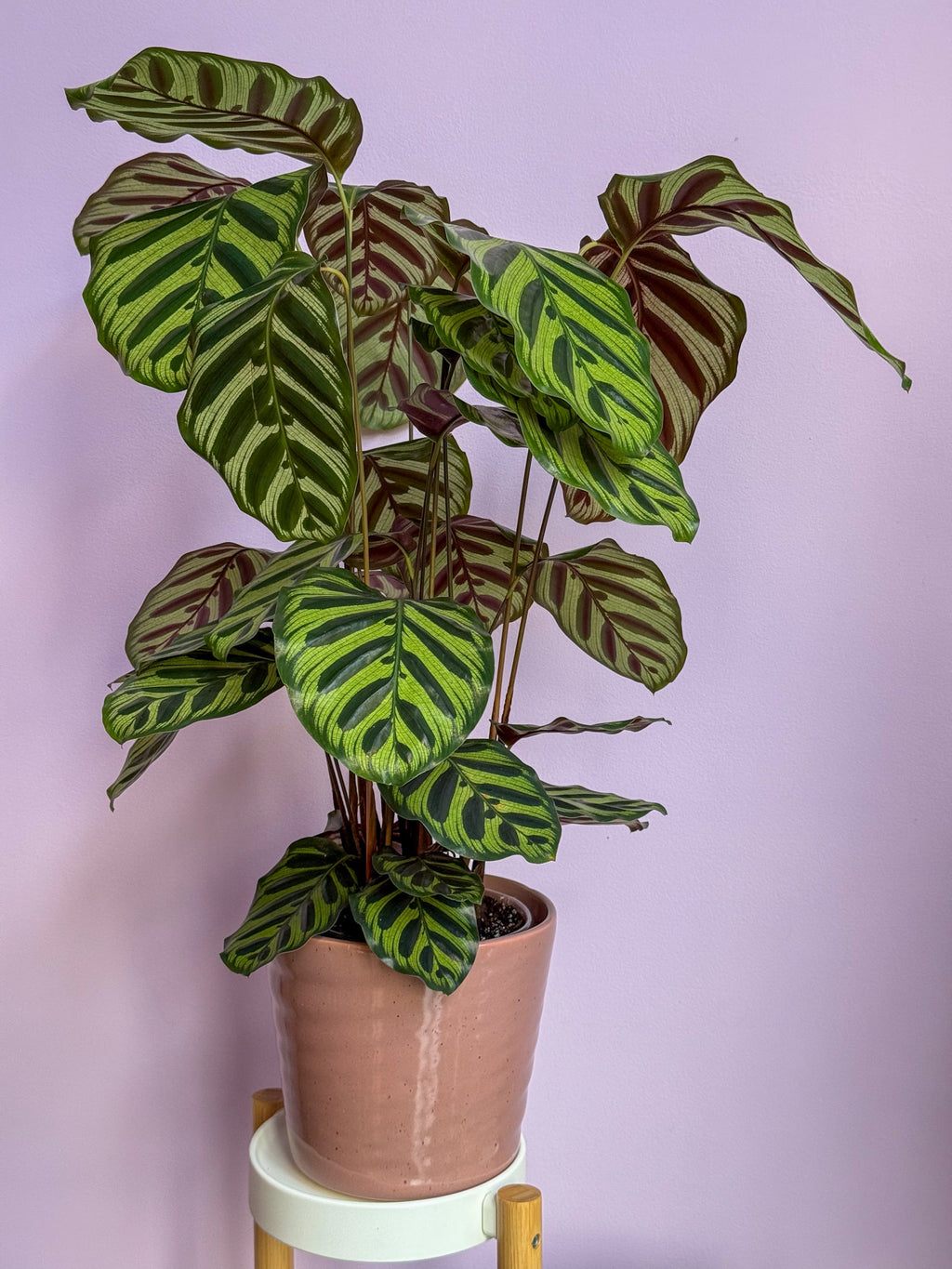 Calathea Makoyana