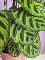 Calathea Makoyana