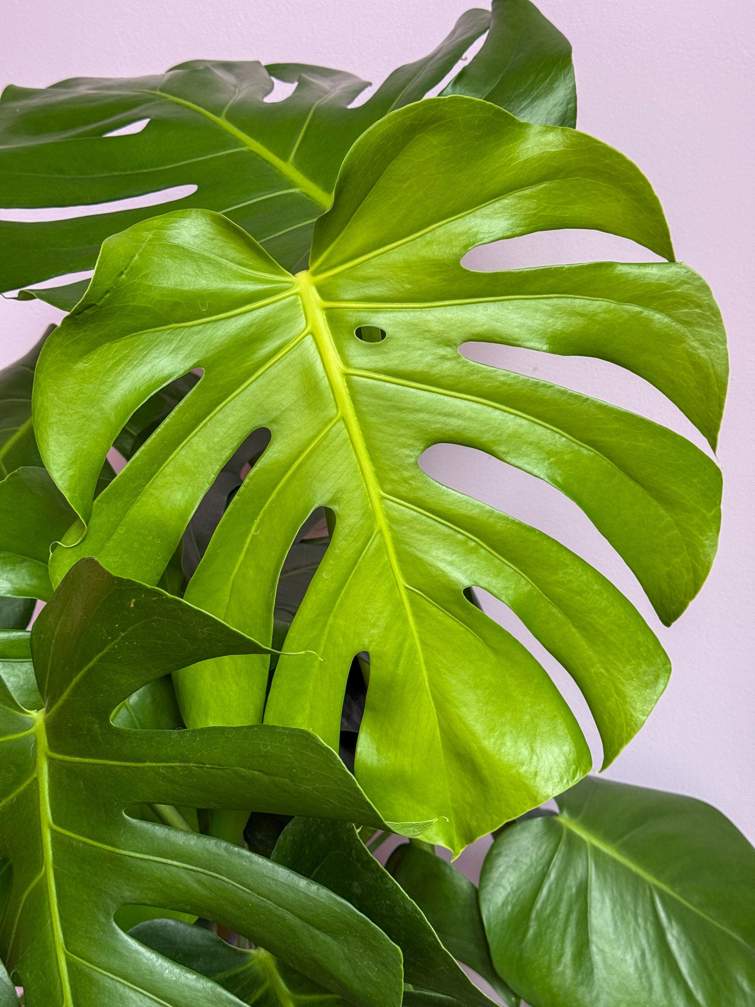 Monstera Deliciosa