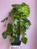 Monstera Deliciosa