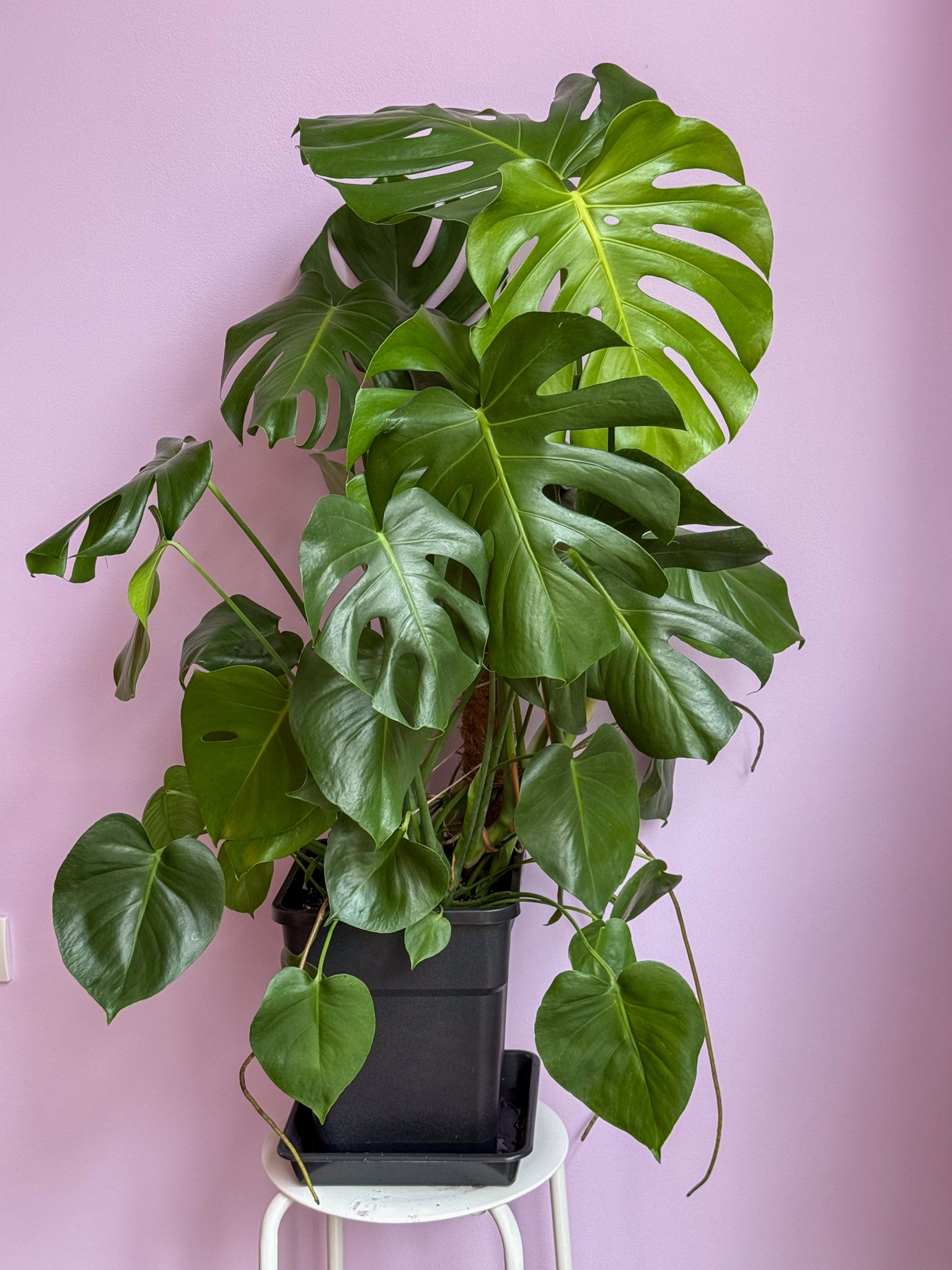 Monstera Deliciosa