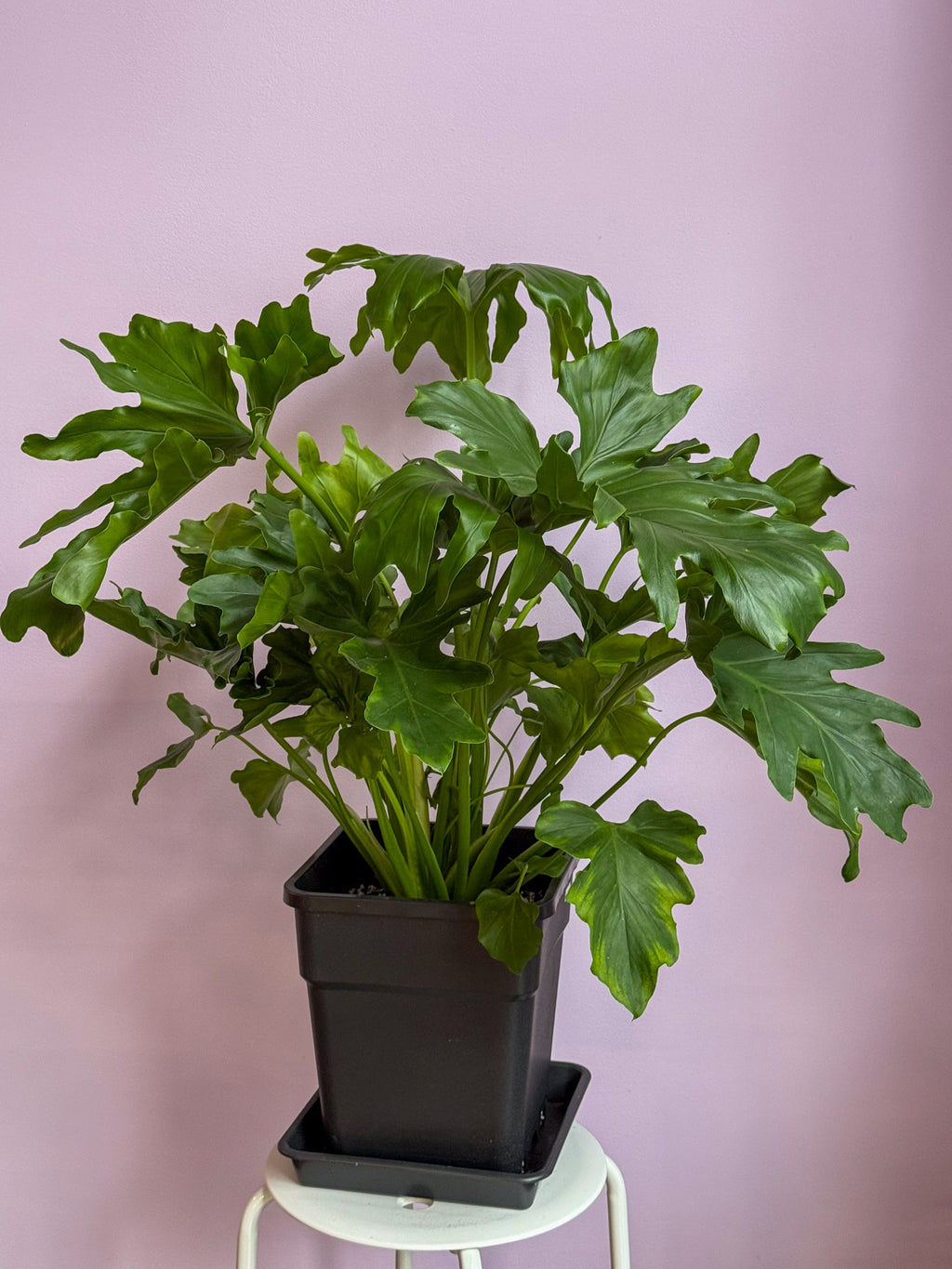 Philodendron Shangri La