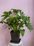 Philodendron Shangri La