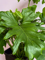 Philodendron Shangri La