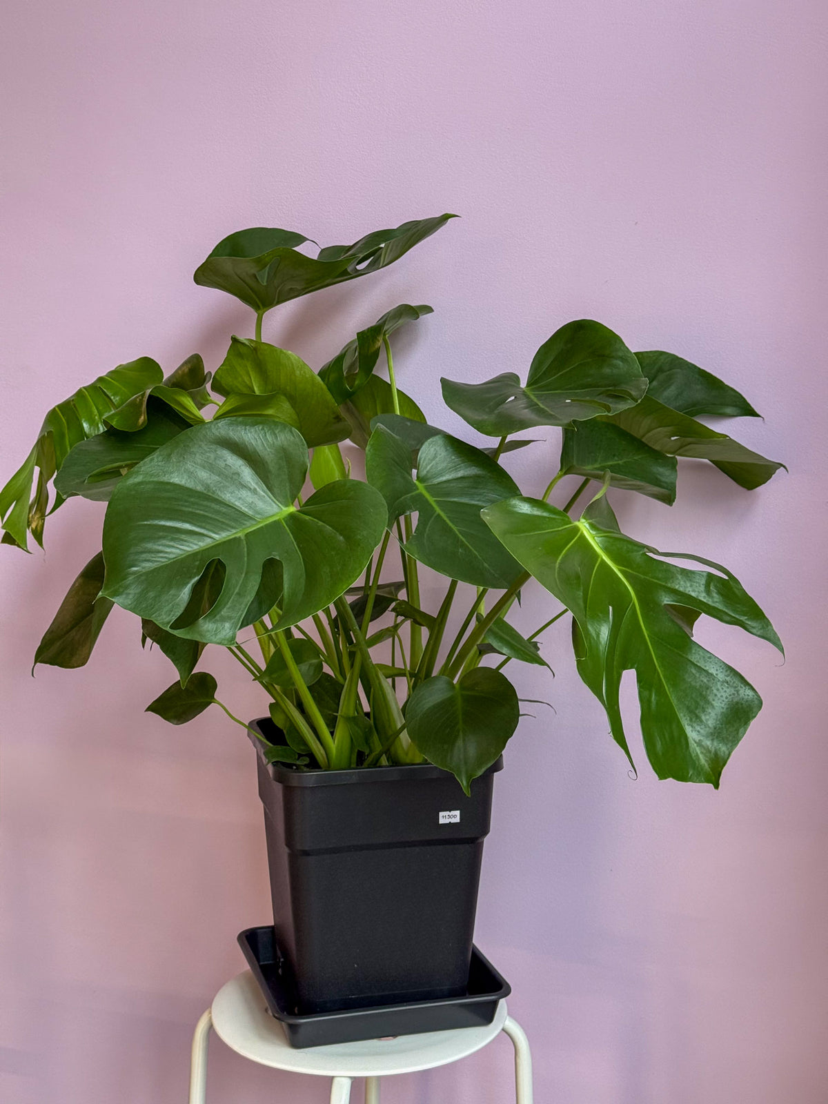 Monstera Deliciosa