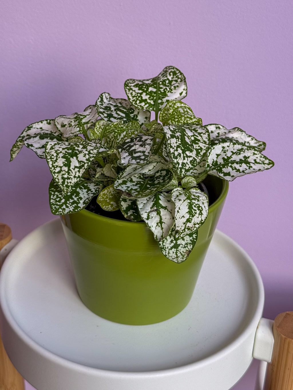Hypoestes