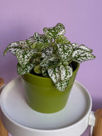 Hypoestes
