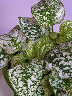 Hypoestes