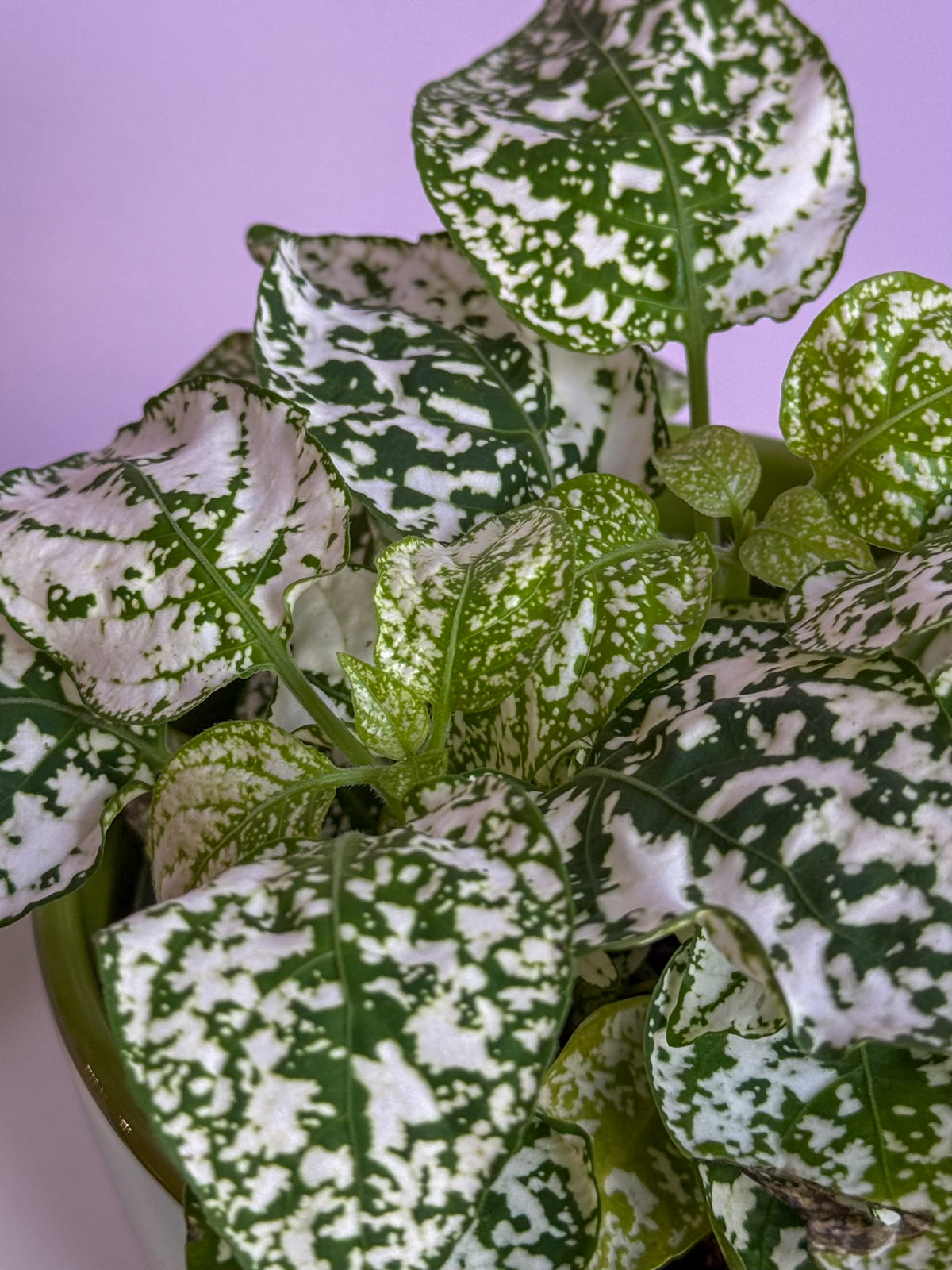 Hypoestes