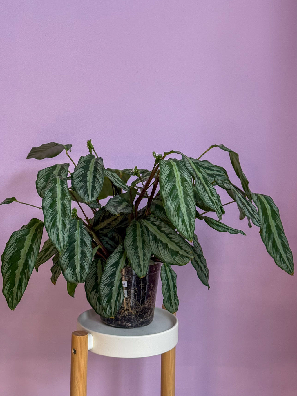 Calathea Sp
