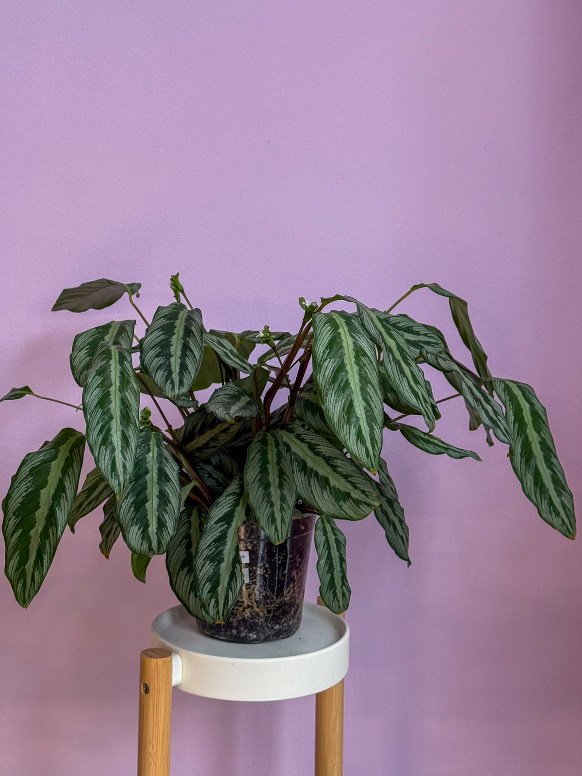 Calathea Sp