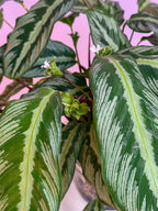 Calathea Sp