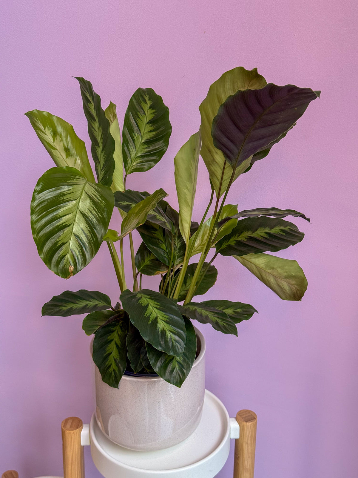 Calathea Misto