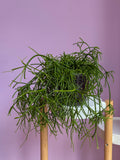 Rhipsalis Baccifera