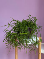 Rhipsalis Baccifera