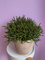 Rhipsalis Cereuscula