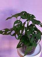 Monstera Adansonii