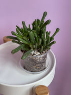 Crassula Ovata Hobbit