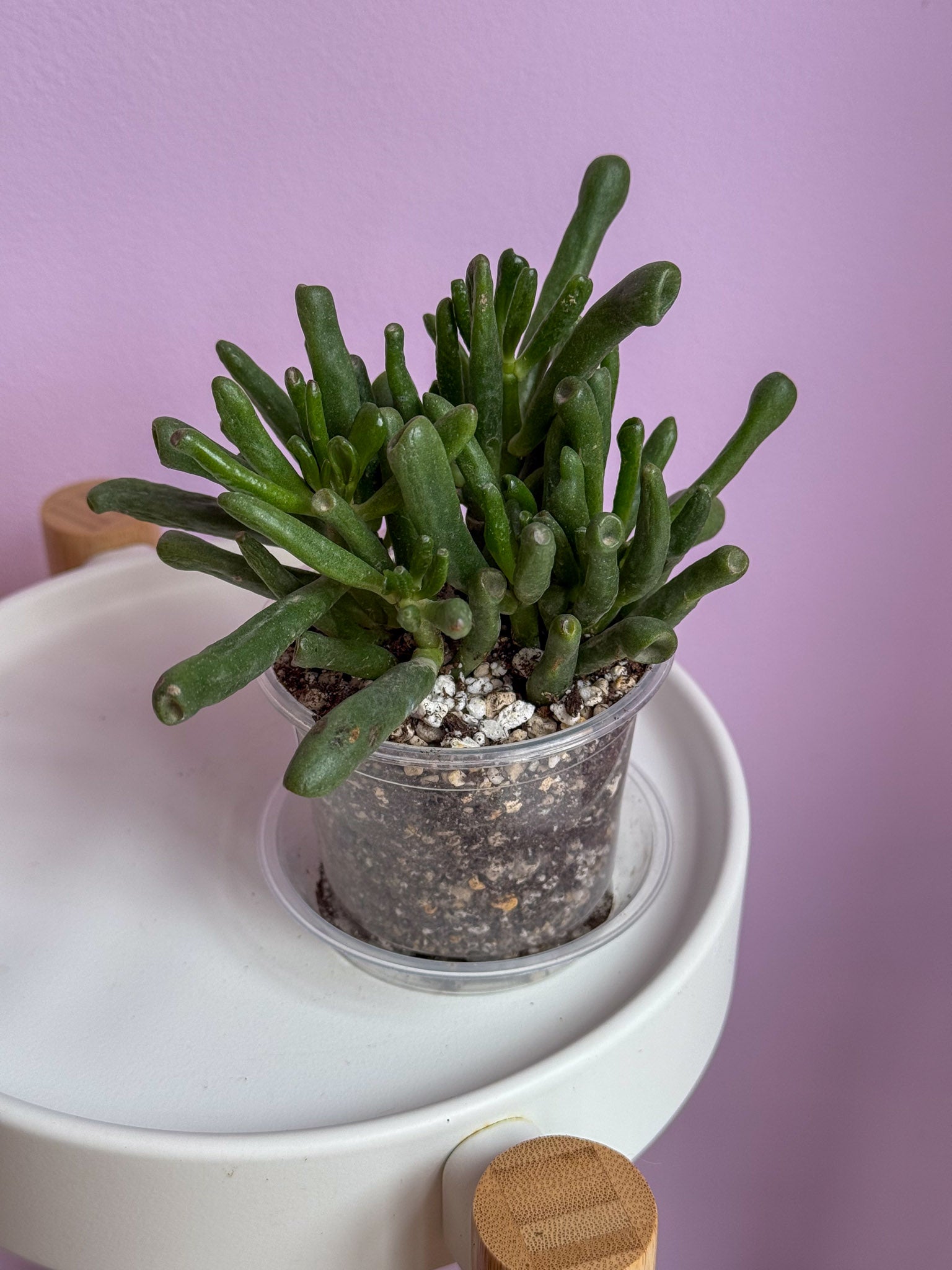 Crassula Ovata Hobbit