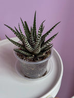 Haworthia Fasciata