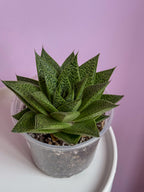 Gasteraloe Flow