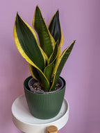 Sansevieria Trifasciata