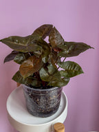 Syngonium Maria