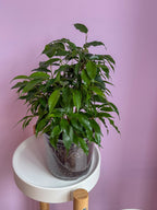 Ficus Benjamina