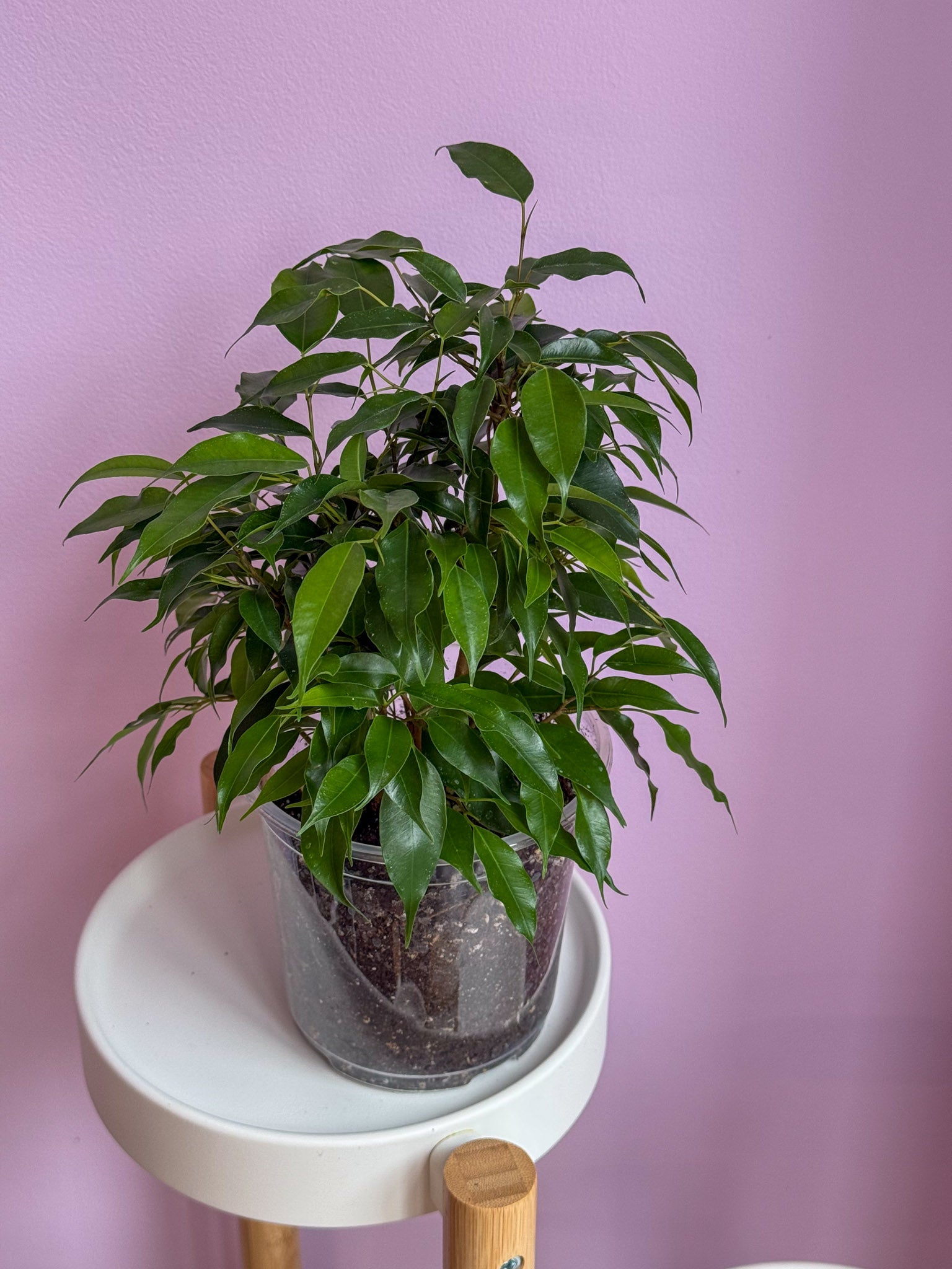 Ficus Benjamina