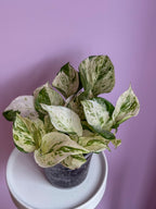Epipremnum Happy Leaf