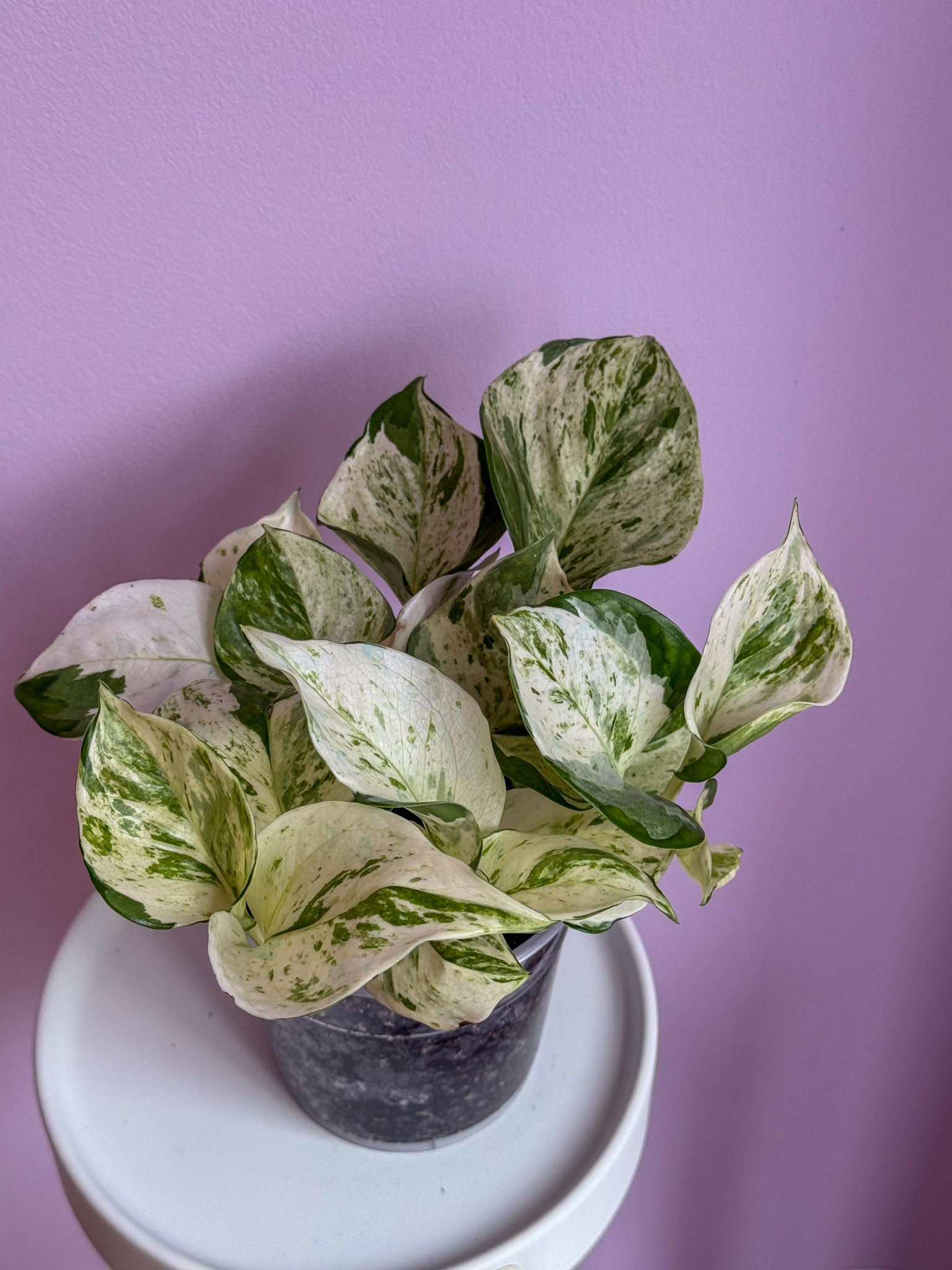 Epipremnum Happy Leaf