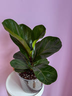 Ficus Lyrata Bambino