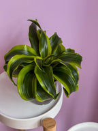 Dracaena Fragrans Surprice