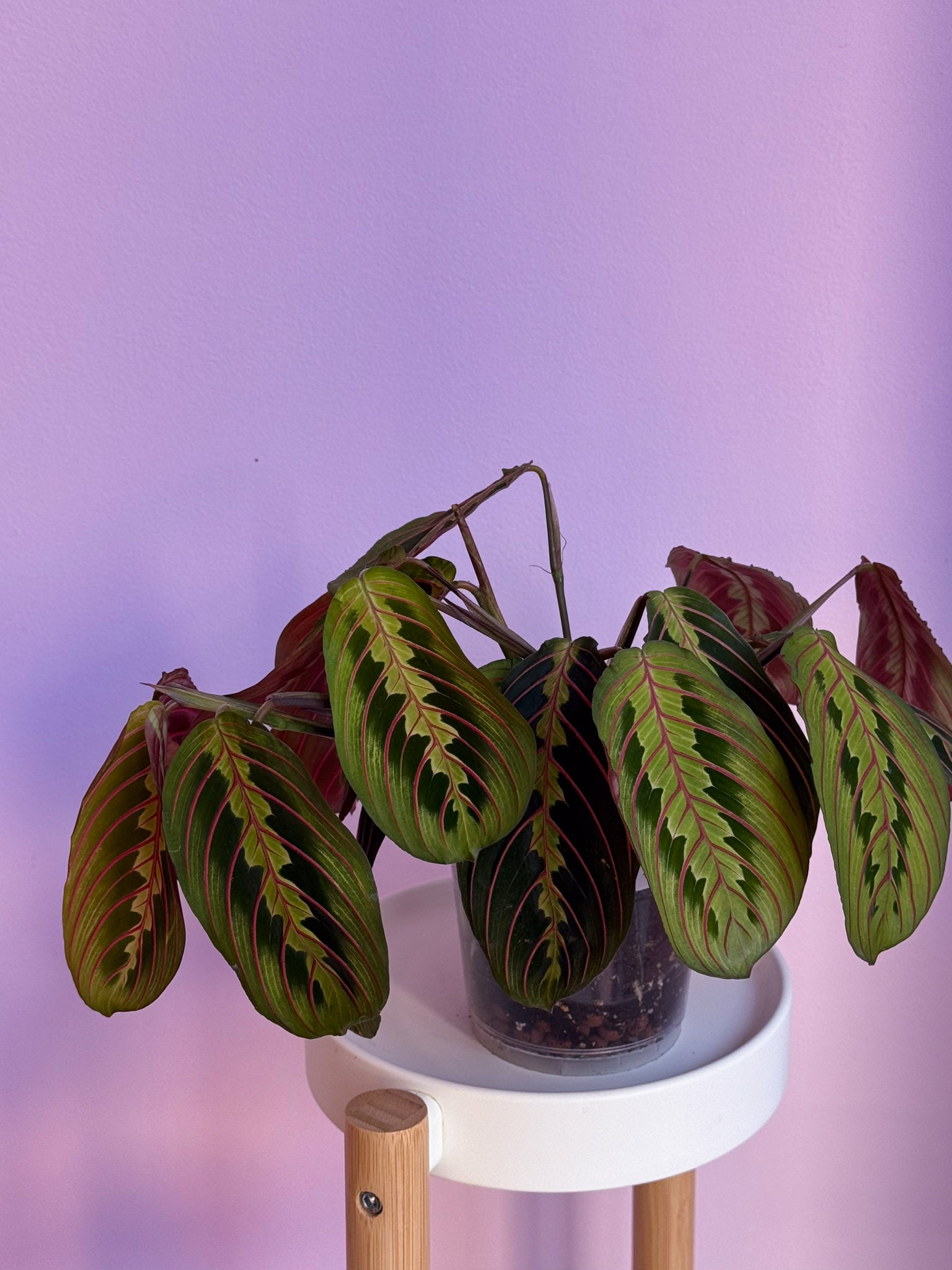Maranta Fascinator Tricolor