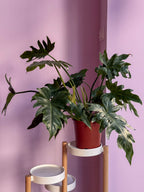 Philodendron Lacerum