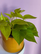 Epipremnum Neon